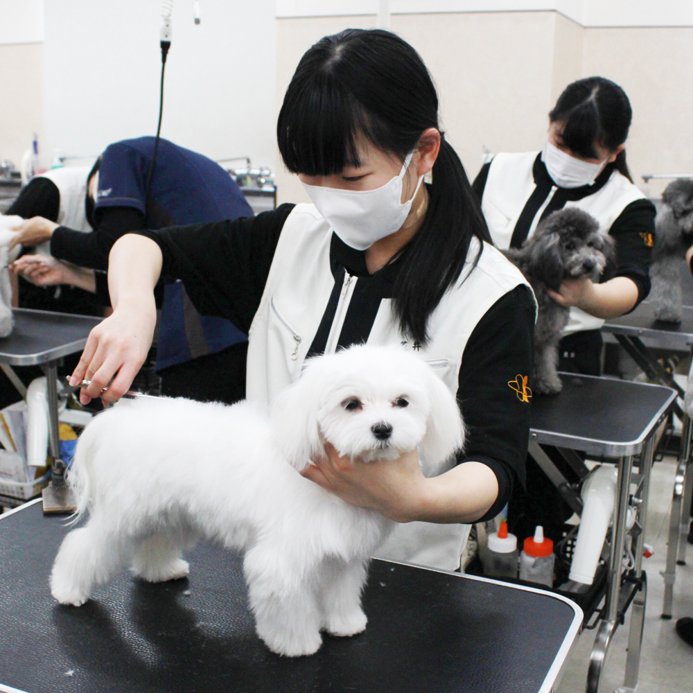 １年生モデル犬と一緒にトリミング実習！